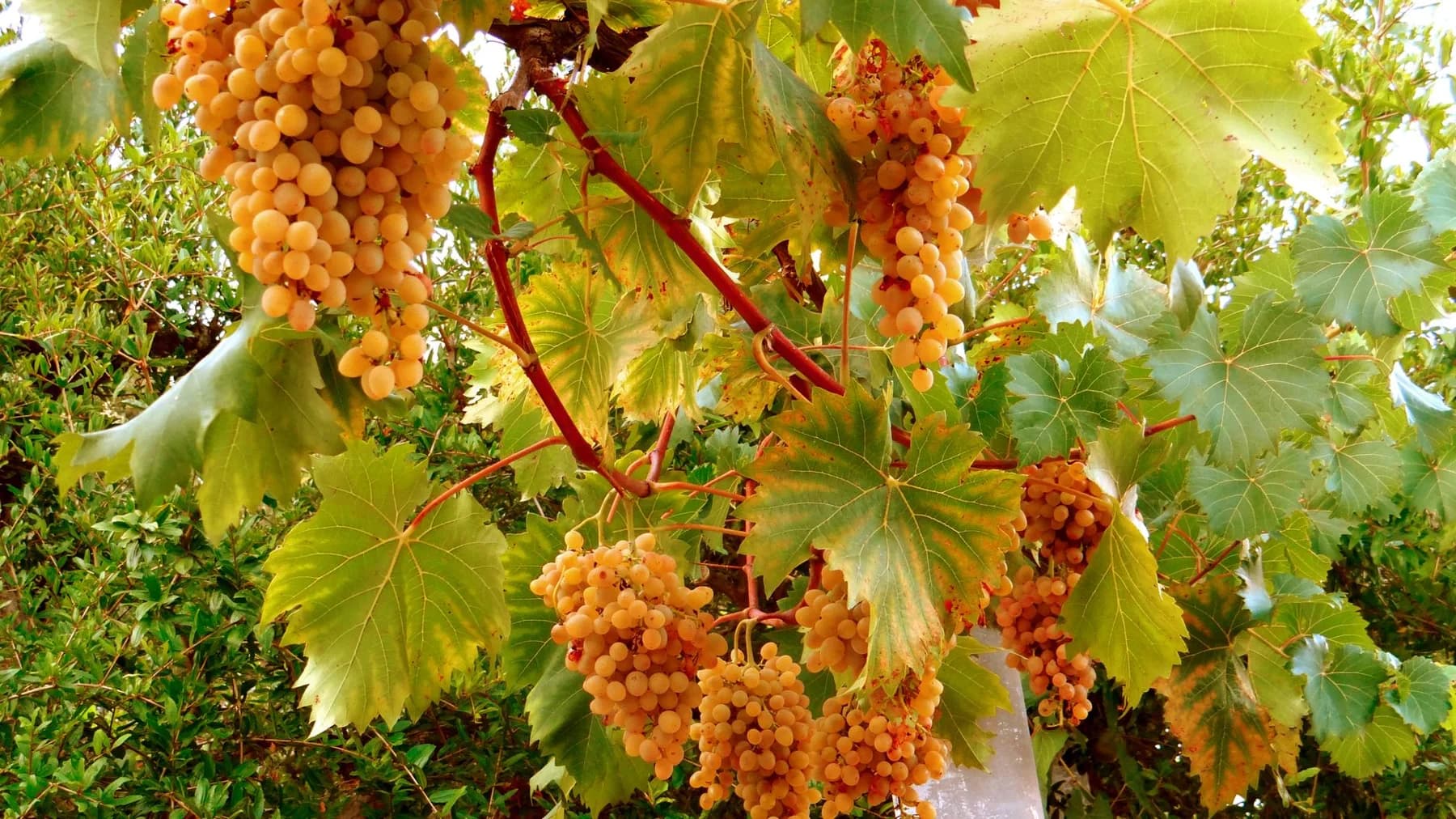 Grappe de raisin dans les vignes de Lumbarda sur Korčula